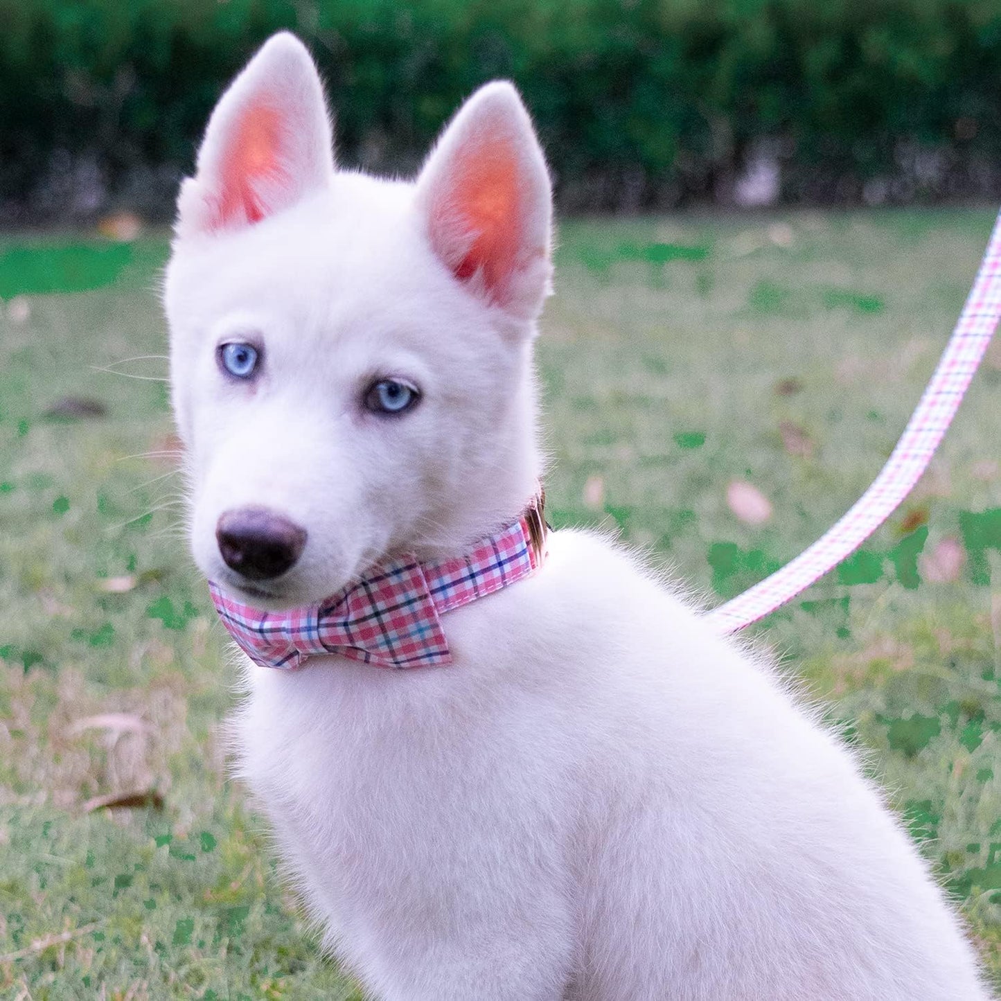 Soft Cotton Handle Pet Leash – Comfortable Walks Made Easy